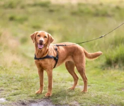 Trixie Hundegeschirr Lead'n'Walk Soft, schwarz