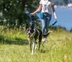 Trixie Schleppleine gummiert, S-M, petrol