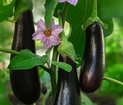 Türkische Aubergine
