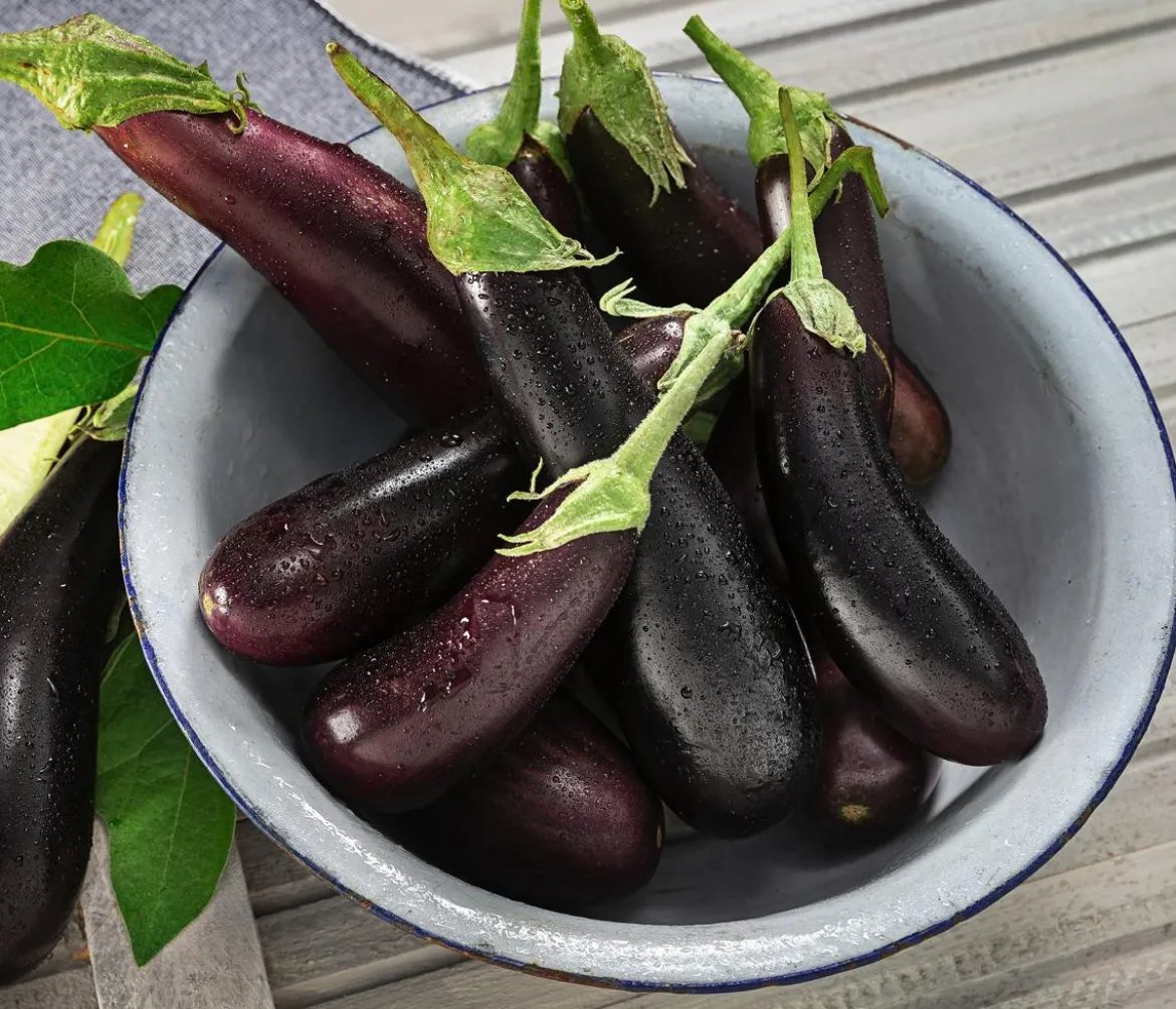 Türkische Aubergine