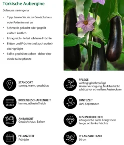 Türkische Aubergine