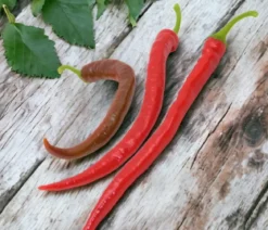 Türkische Peperoni