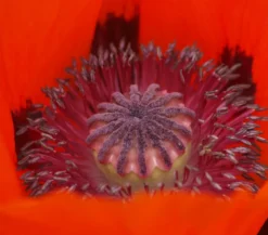 Türkischer Riesenmohn