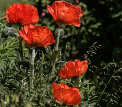 Türkischer Riesenmohn