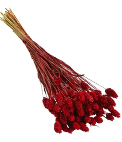 Trockenblumenbund Glanzgras, rot
