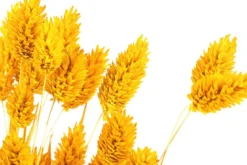 Trockenblumenbund Glanzgras, gelb