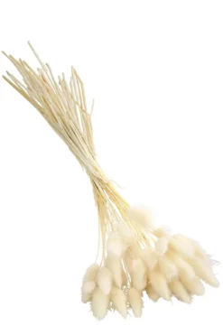 Trockenblumenbund Hasenschwanzgras, gebleicht