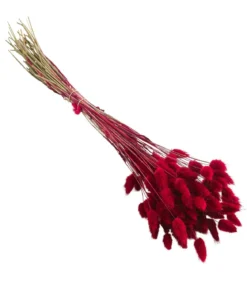 Trockenblumenbund Hasenschwanzgras, pink