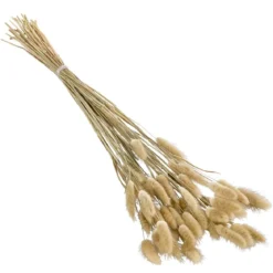 Trockenblumenbund Hasenschwanzgras, natur
