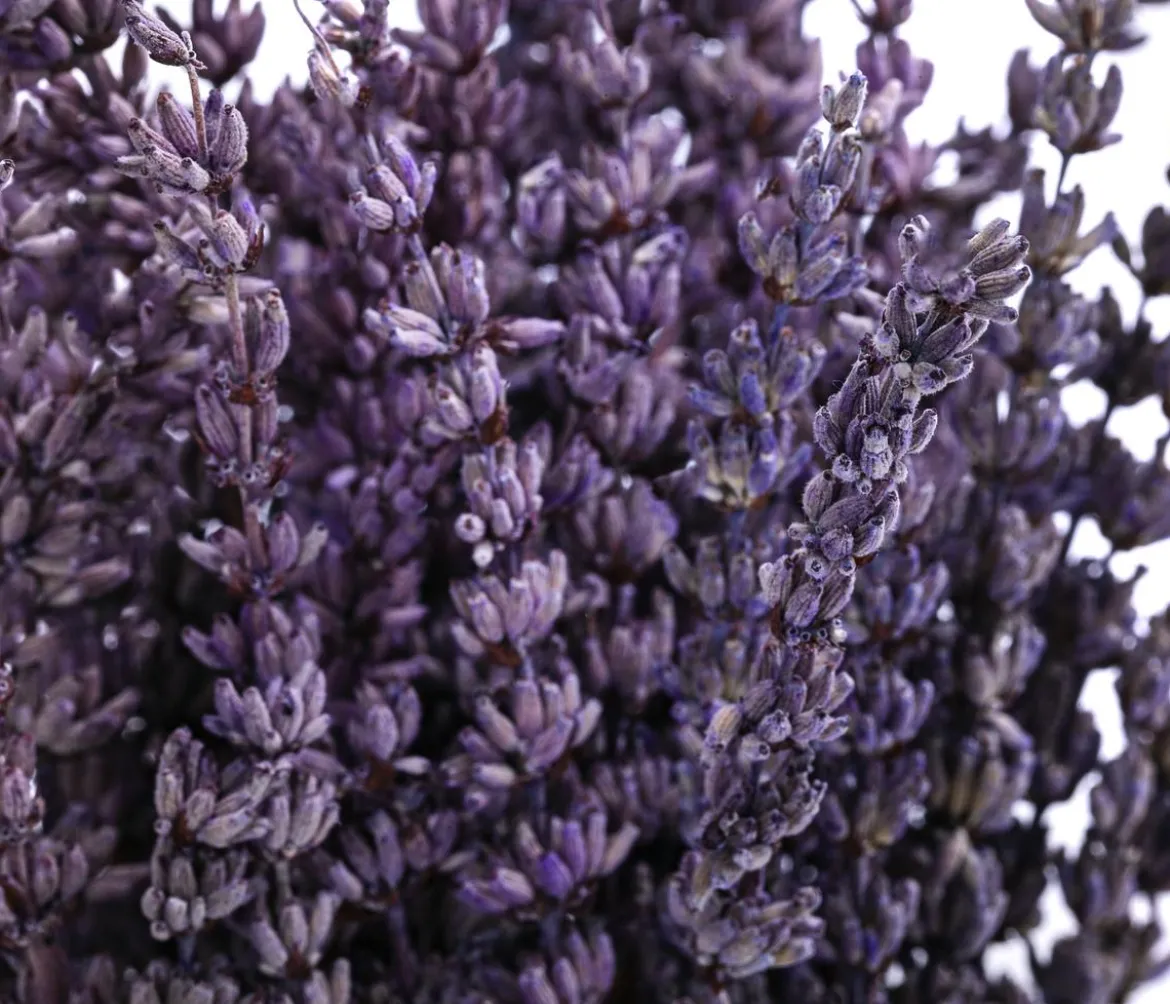 Trockenblumenbund Lavendel, 100g, ca. L45 cm