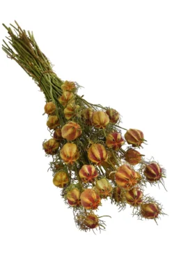 Trockenblumenbund Nigella mit Fruchtstand