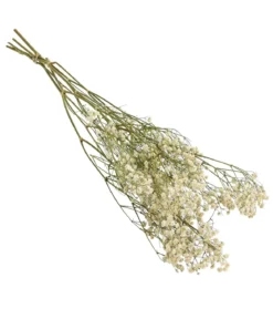Trockenblumenbund Schleierkraut, weiß
