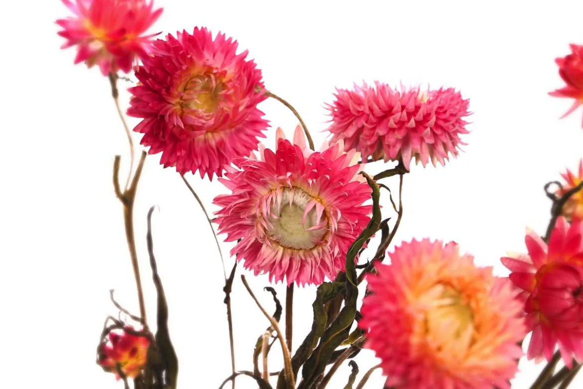 Trockenblumenbund Strohblume
