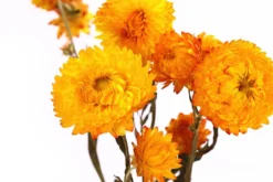 Trockenblumenbund Strohblume