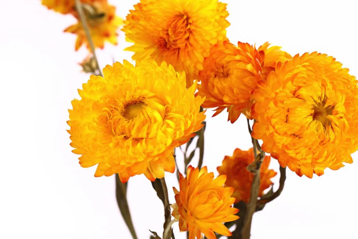 Trockenblumenbund Strohblume