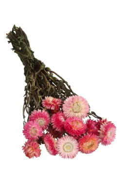 Trockenblumenbund Strohblume