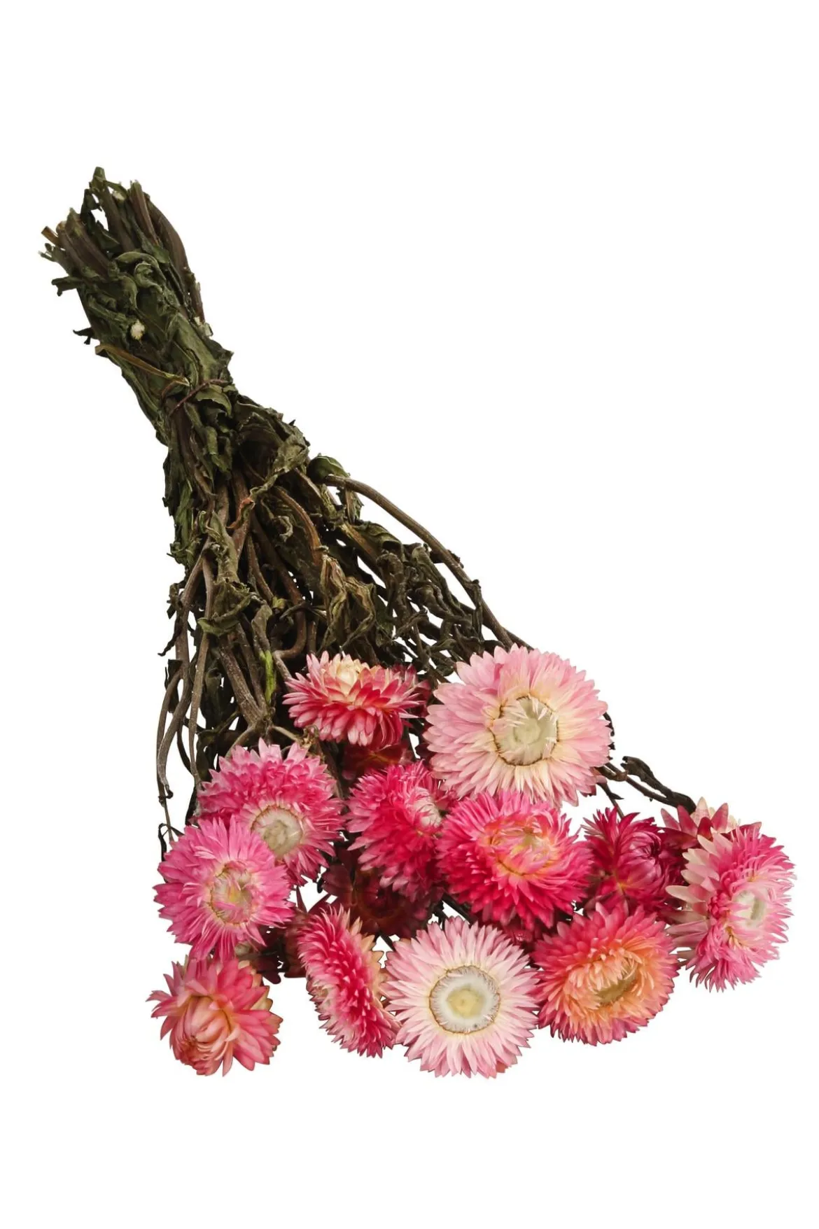 Trockenblumenbund Strohblume