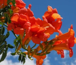 Trompetenblume 'Mme. Galen'