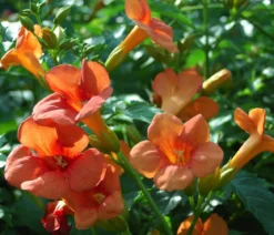 Trompetenblume 'Mme. Galen'