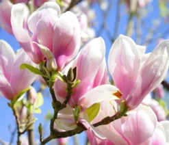 Tulpen-Magnolie
