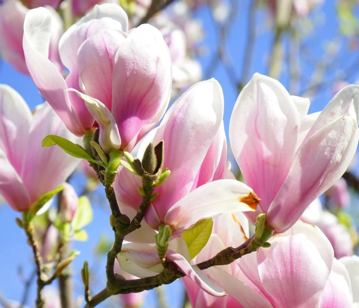 Tulpen-Magnolie