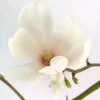 Tulpen-Magnolie 'Alba Superba'