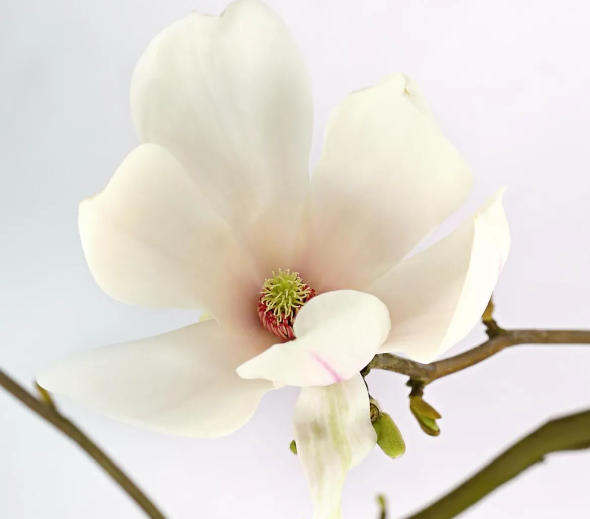 Tulpen-Magnolie 'Alba Superba'