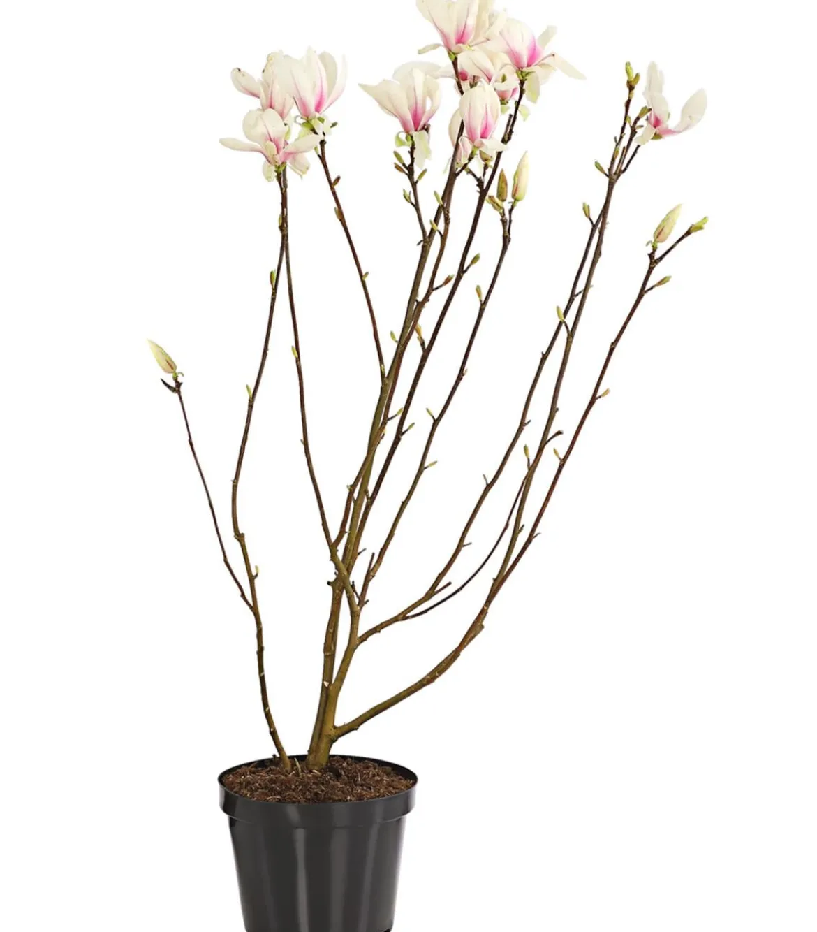 Tulpen-Magnolie 'Alba Superba'