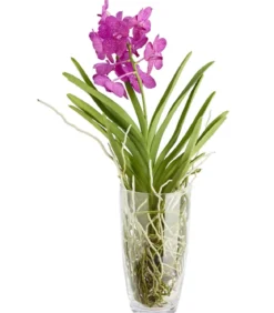 Vanda-Orchidee - Vanda cultivars im Glas, verschiedene Farben