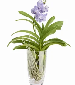 Vanda-Orchidee - Vanda cultivars im Glas, verschiedene Farben