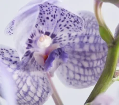 Vanda-Orchidee - Vanda cultivars im Glas, verschiedene Farben