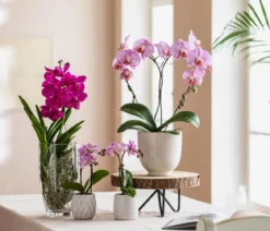 Vanda-Orchidee - Vanda cultivars im Glas, verschiedene Farben
