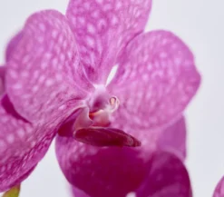 Vanda-Orchidee - Vanda cultivars im Glas, verschiedene Farben
