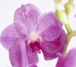 Vanda-Orchidee - Vanda cultivars, inkl. Aufhänger, verschiedene Farben
