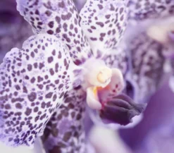 Vanda-Orchidee - Vanda cultivars, inkl. Aufhänger, verschiedene Farben