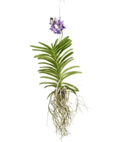 Vanda-Orchidee - Vanda cultivars, inkl. Aufhänger, verschiedene Farben