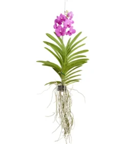 Vanda-Orchidee - Vanda cultivars, inkl. Aufhänger, verschiedene Farben