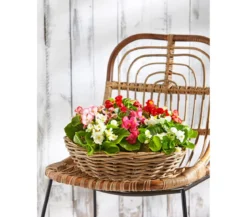 Van der Leeden Rattan-Pflanzschale, braun, Ø 41 cm