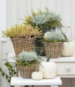 Van der Leeden Rattan-Topf, konisch, grau-braun