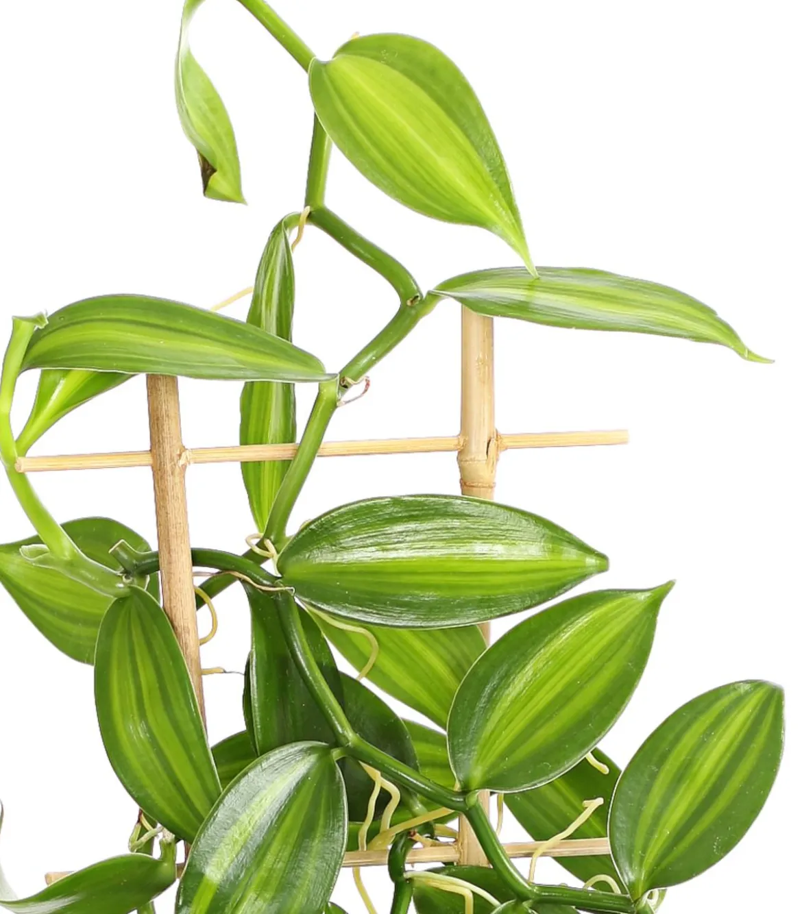 Vanille-Orchidee - Vanilla planifolia