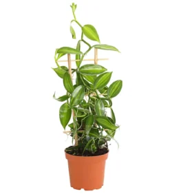 Vanille-Orchidee - Vanilla planifolia