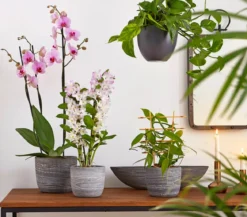 Vanille-Orchidee - Vanilla planifolia
