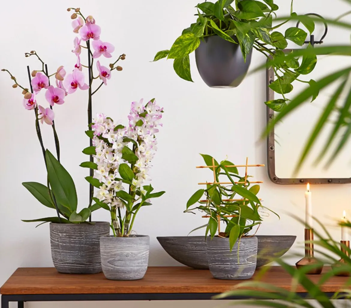 Vanille-Orchidee - Vanilla planifolia