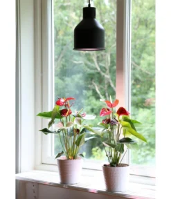 Venso Lampenschirm Saga für Pflanzenlampe