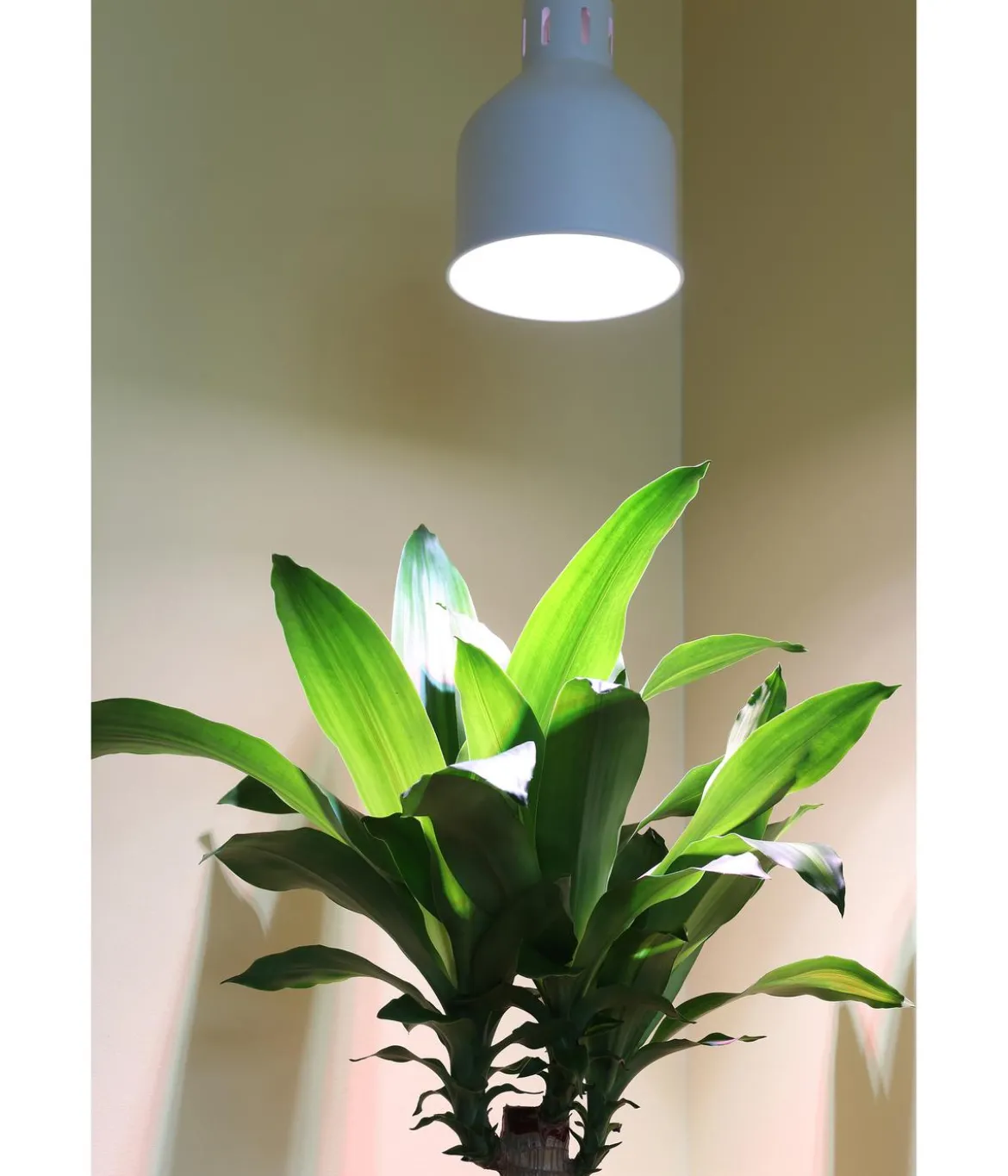 Venso Lampenschirm Saga für Pflanzenlampe