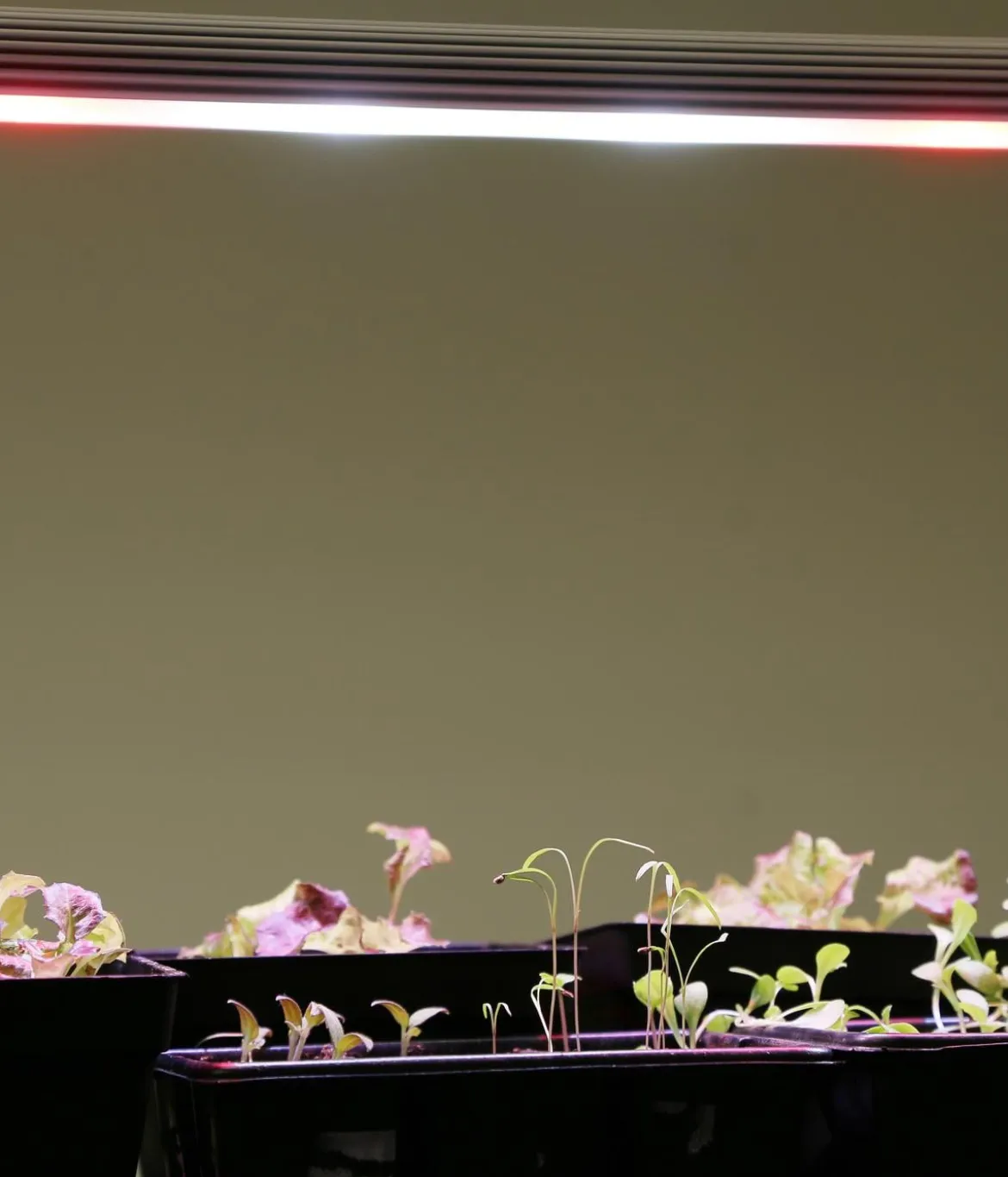 Venso LED-Anzuchtlampe GrowLight Duo