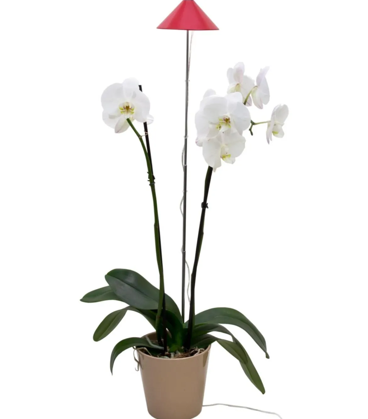 Venso LED-Pflanzenlampe