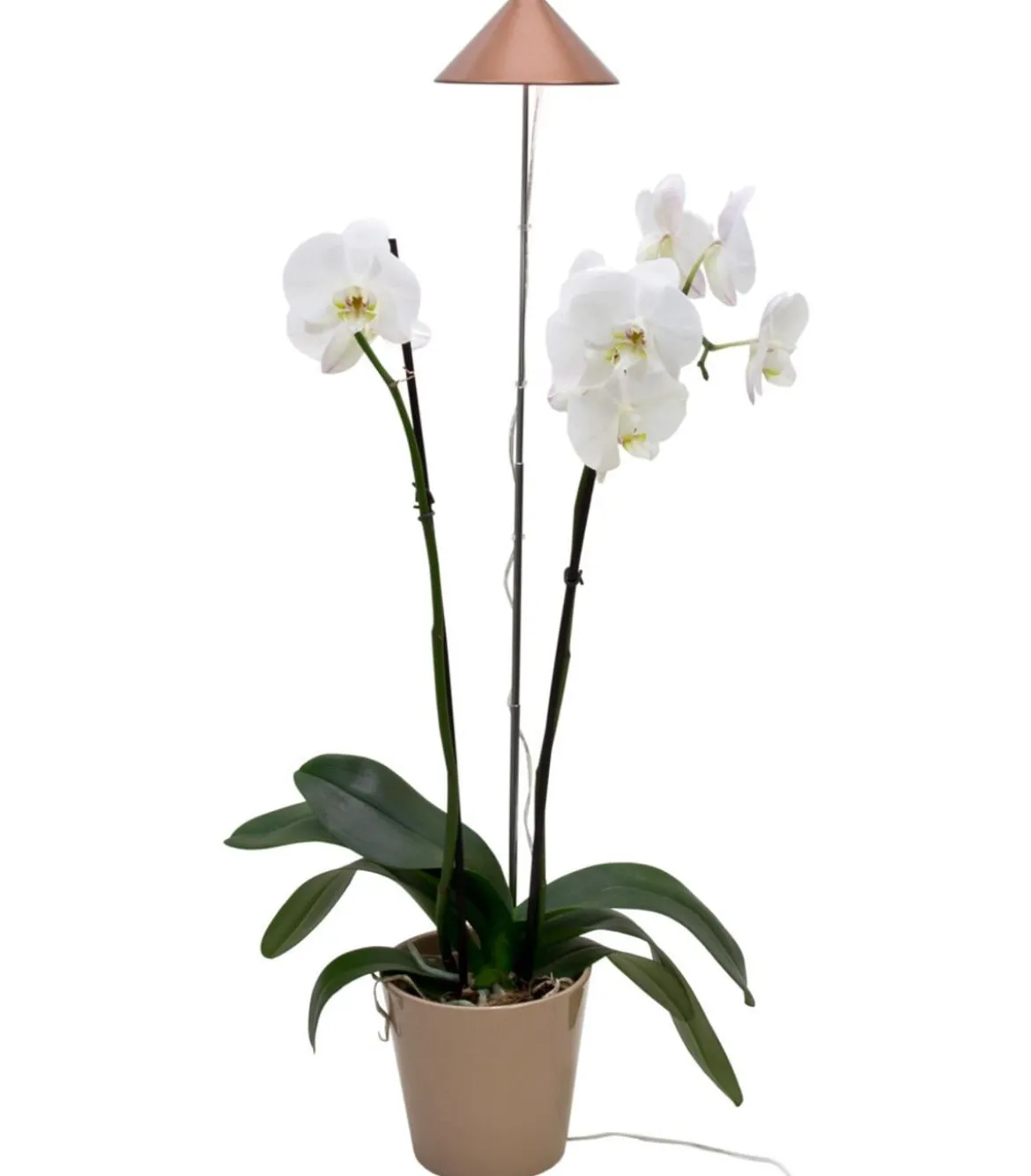 Venso LED-Pflanzenlampe