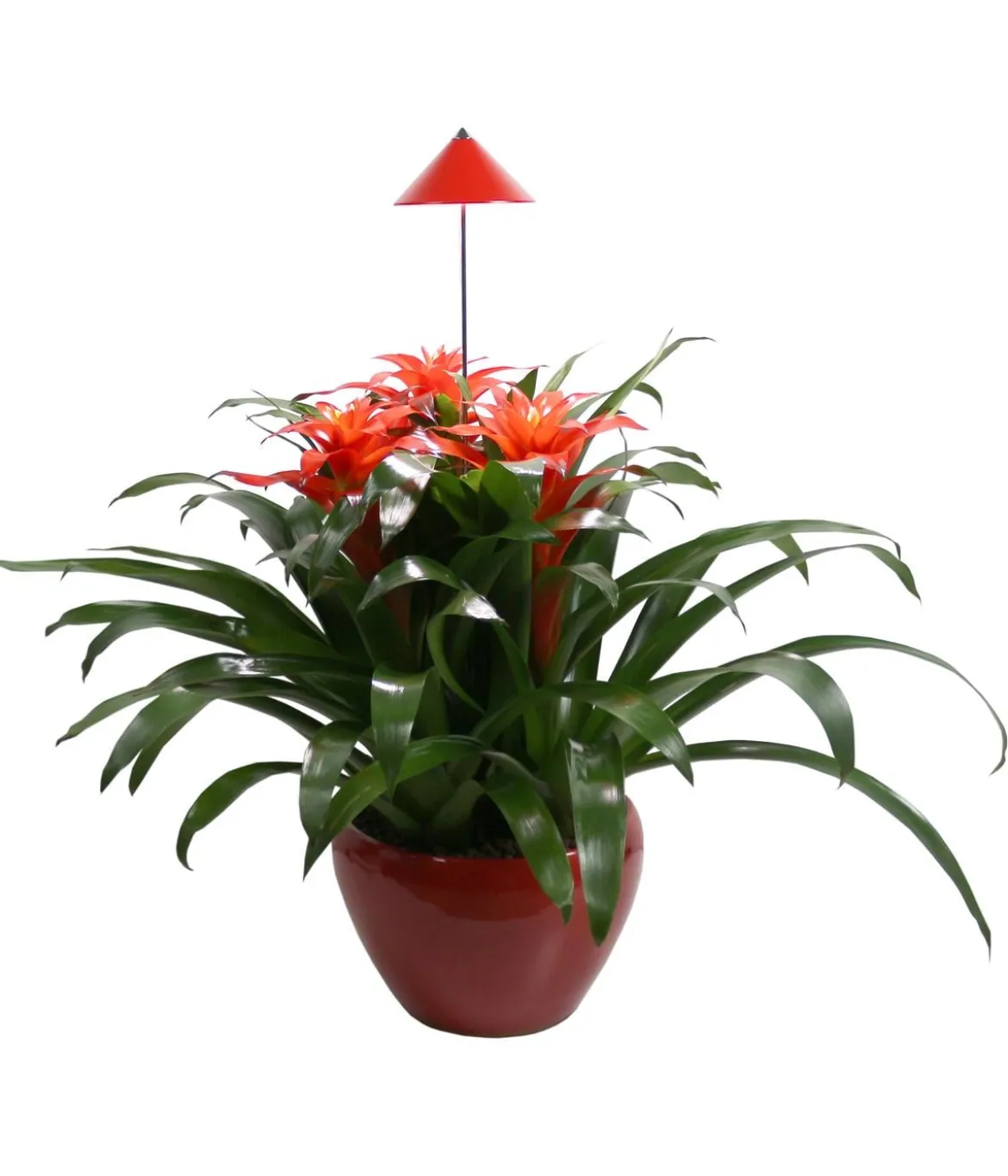 Venso LED-Pflanzenlampe