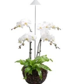 Venso LED-Pflanzenlampe